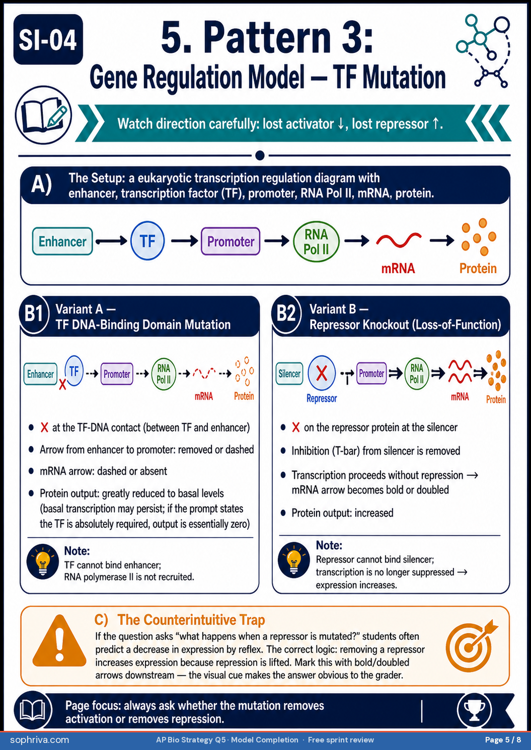 Pattern 3 gene regulation transcription factor mutation. Variant A TF DNA-binding domain mutation: TF protein produced but cannot bind promoter sequence, target gene not transcribed, protein not synthesized. Variant B repressor knockout: repressor not produced or non-functional, target gene not silenced, gene constitutively expressed. The counterintuitive trap: opposite mutations cause opposite phenotypes.
