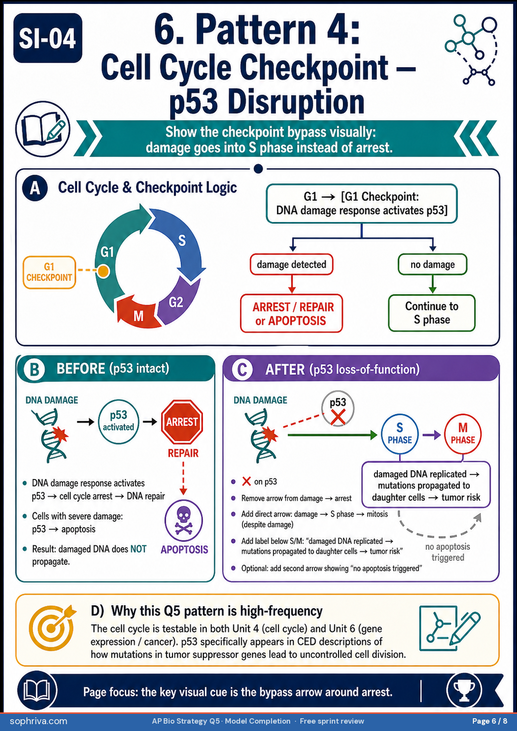 Pattern 4 cell cycle checkpoint p53 disruption. Before with p53 intact: DNA damage detected, p53 activates p21, p21 inhibits CDK-cyclin complex, cell cycle arrests at G1, repair occurs or apoptosis triggers. After with p53 loss-of-function: DNA damage not detected, no G1 arrest, damaged cells proceed through cycle, mutations accumulate across generations, cancer risk rises.