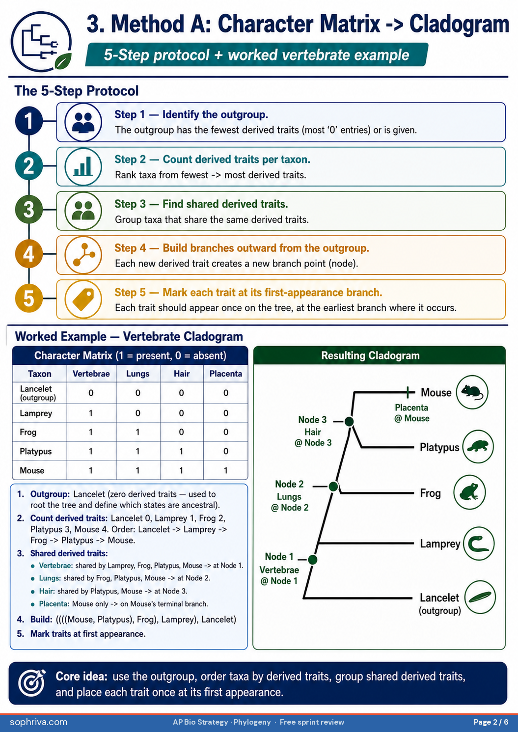 Three universal rules for phylogeny construction. Rule 1 outgroup first: most distantly related taxon, fewest derived traits, defines the root. Rule 2 use synapomorphies (shared derived traits) not symplesiomorphies (shared ancestral traits) to define clades. Rule 3 place each derived trait at the branch where it first appears in evolutionary history.