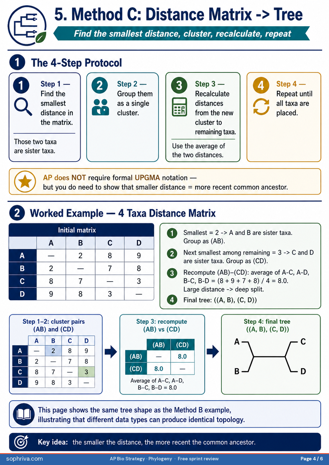Method B DNA or protein sequence to tree. Four-step protocol: calculate pairwise differences, find smallest difference for sister taxa, build outward, apply molecular over morphology rule. Worked example with four species, eight nucleotide region, pairwise differences matrix, ((Sp1, Sp2), (Sp3, Sp4)) topology. Molecular versus morphology callout: bats and birds have wings (convergent), DNA tells the real story.