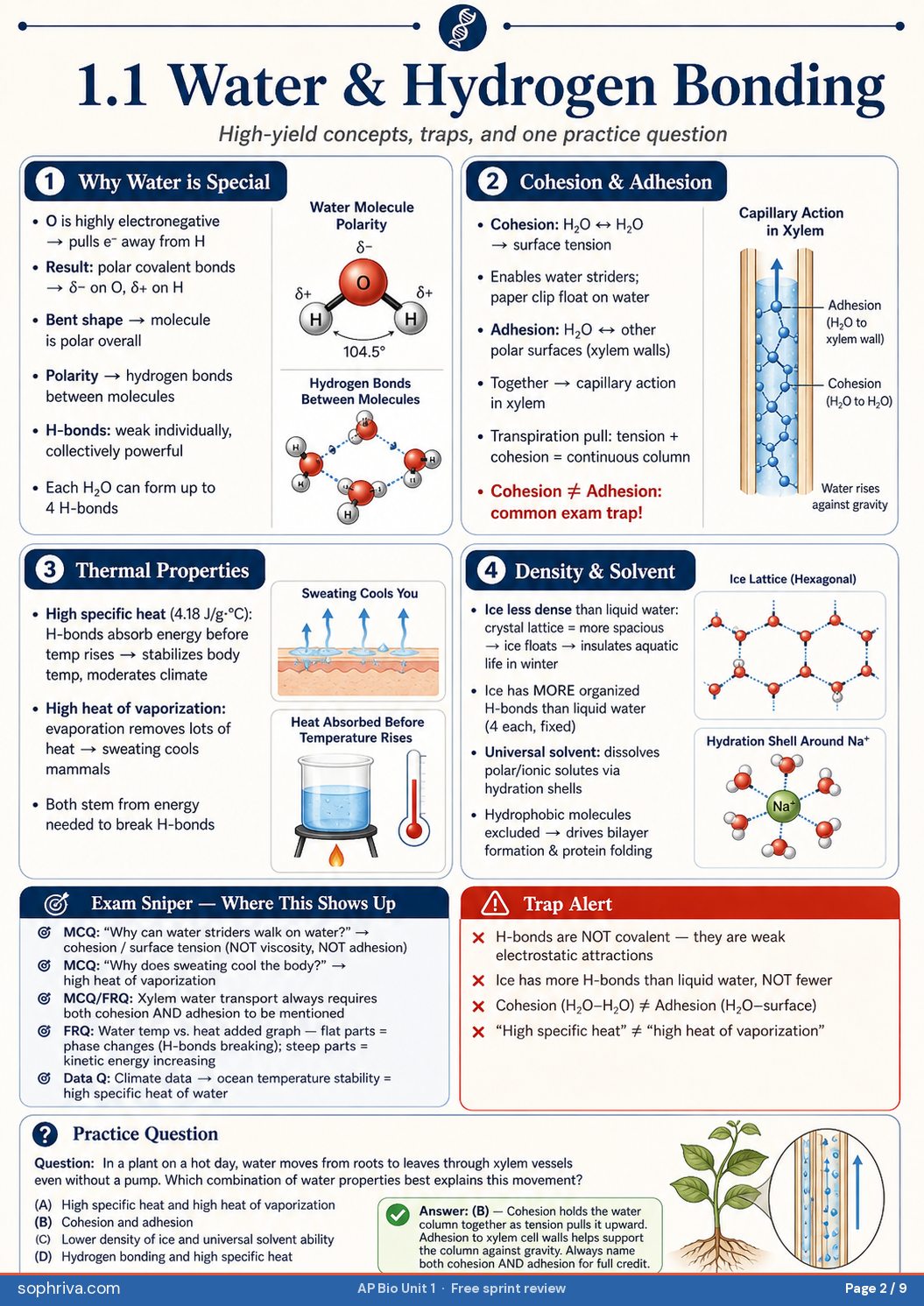 1.1 Water & Hydrogen Bonding: Why water is special: polarity, H-bonds, cohesion vs adhesion, thermal properties, density, the universal solvent.