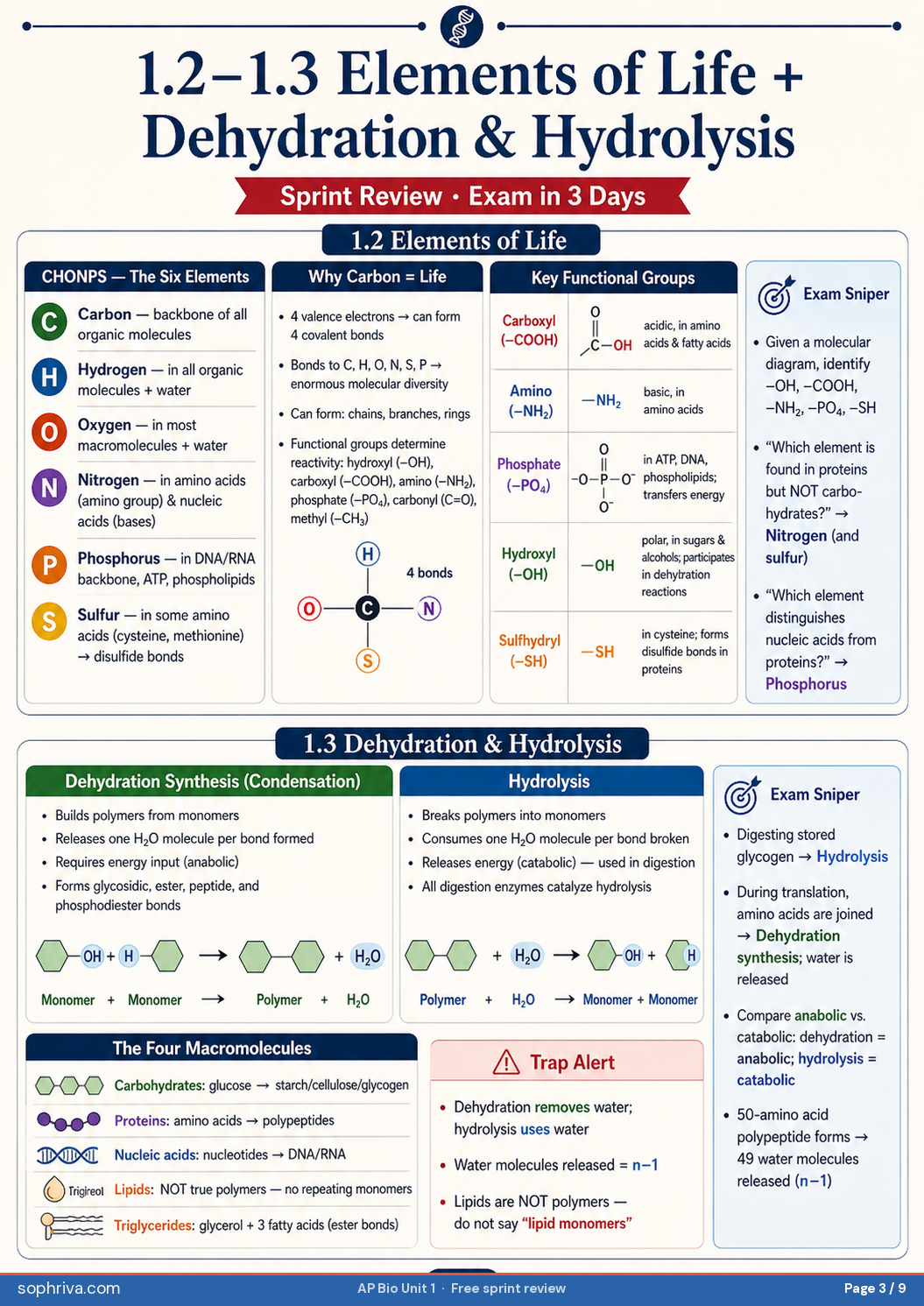 1.2 + 1.3 Elements of Life · Dehydration & Hydrolysis: CHONPS, why carbon is life's backbone, and dehydration synthesis vs hydrolysis.