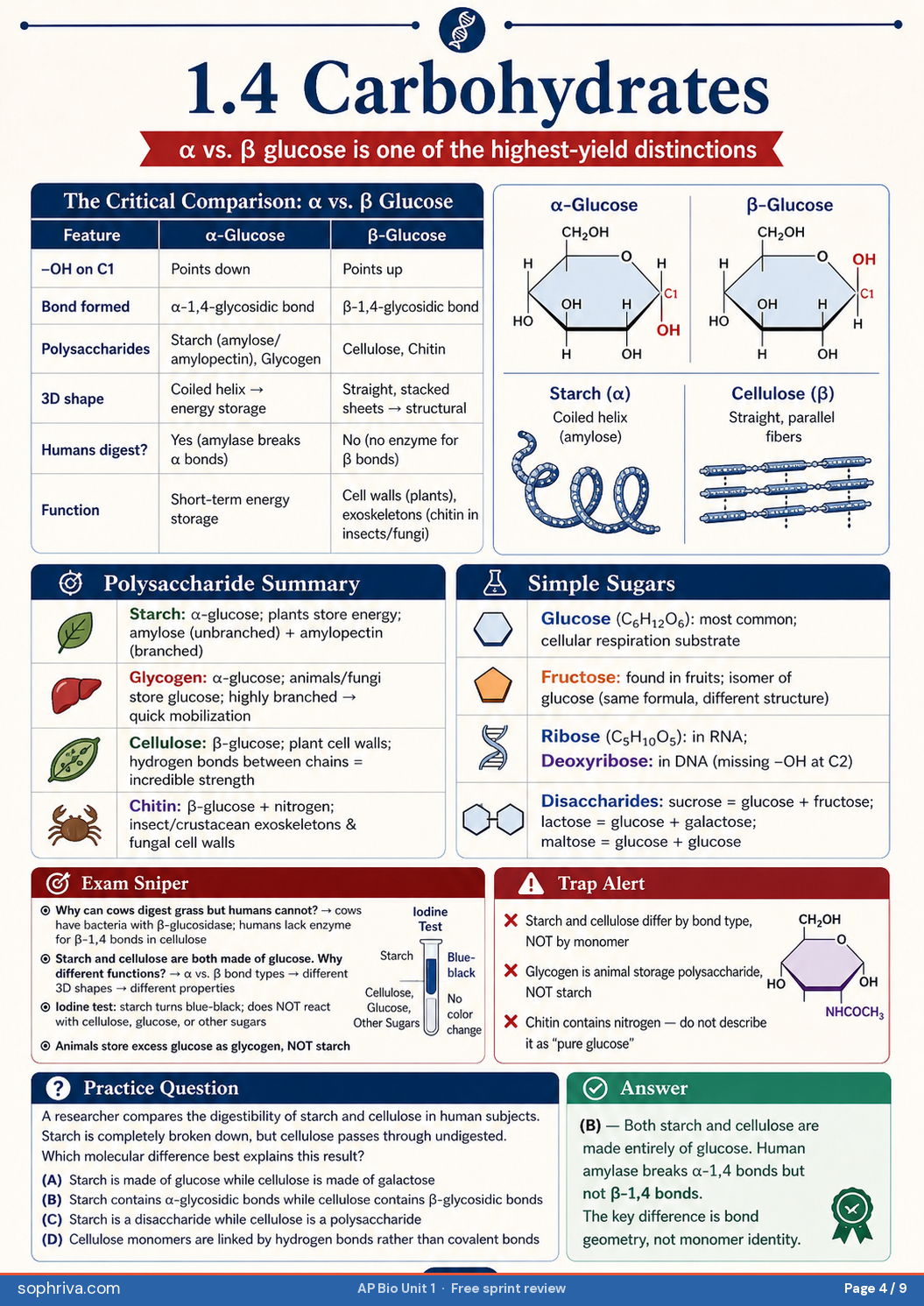 1.4 Carbohydrates: α vs β glucose, the highest-yield distinction. Polysaccharides, simple sugars, why we can't digest cellulose.