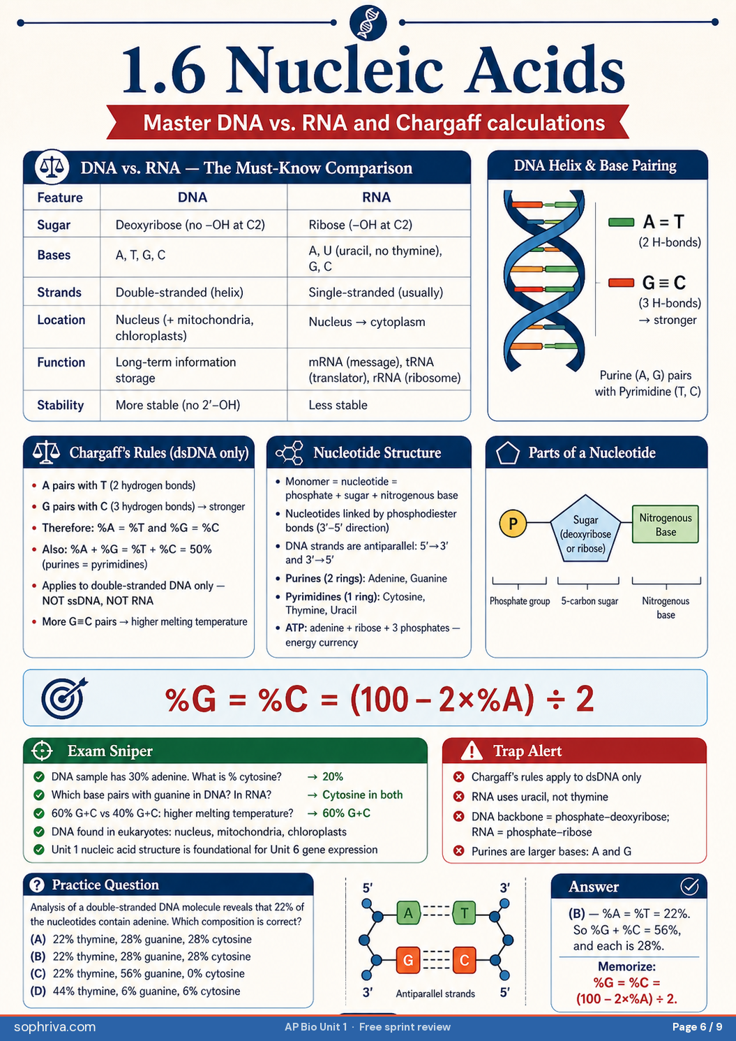 1.6 Nucleic Acids: DNA vs RNA, base pairing, Chargaff's rules — and the canonical %G = %C = (100 − 2×%A) ÷ 2.