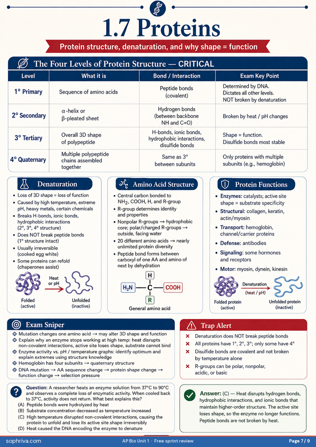1.7 Proteins: Four levels of protein structure, why denaturation does NOT break peptide bonds, the seven major protein functions.