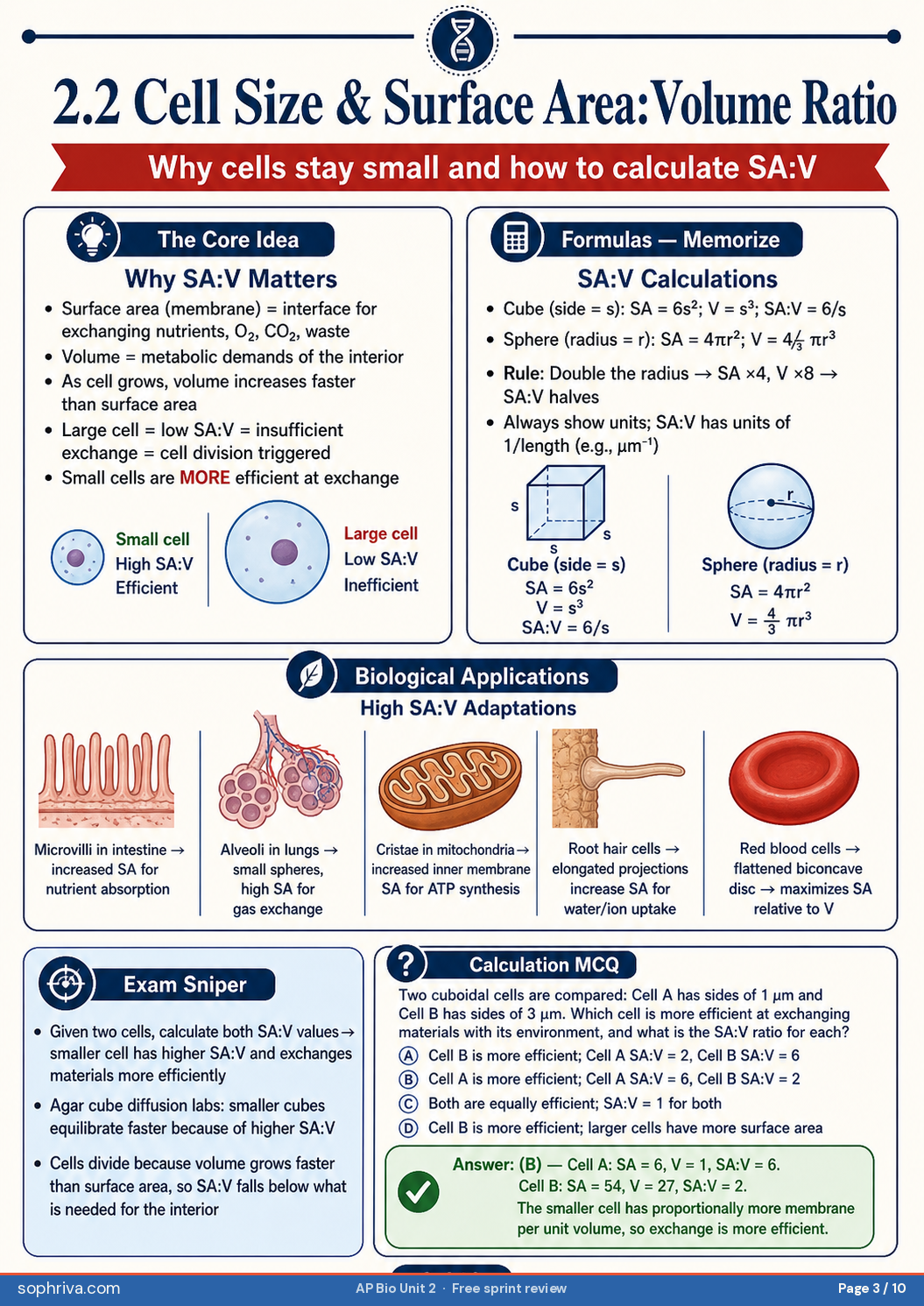 2.2 Cell Size & SA:V: Surface-area-to-volume calculations and why bigger cells lose efficiency.