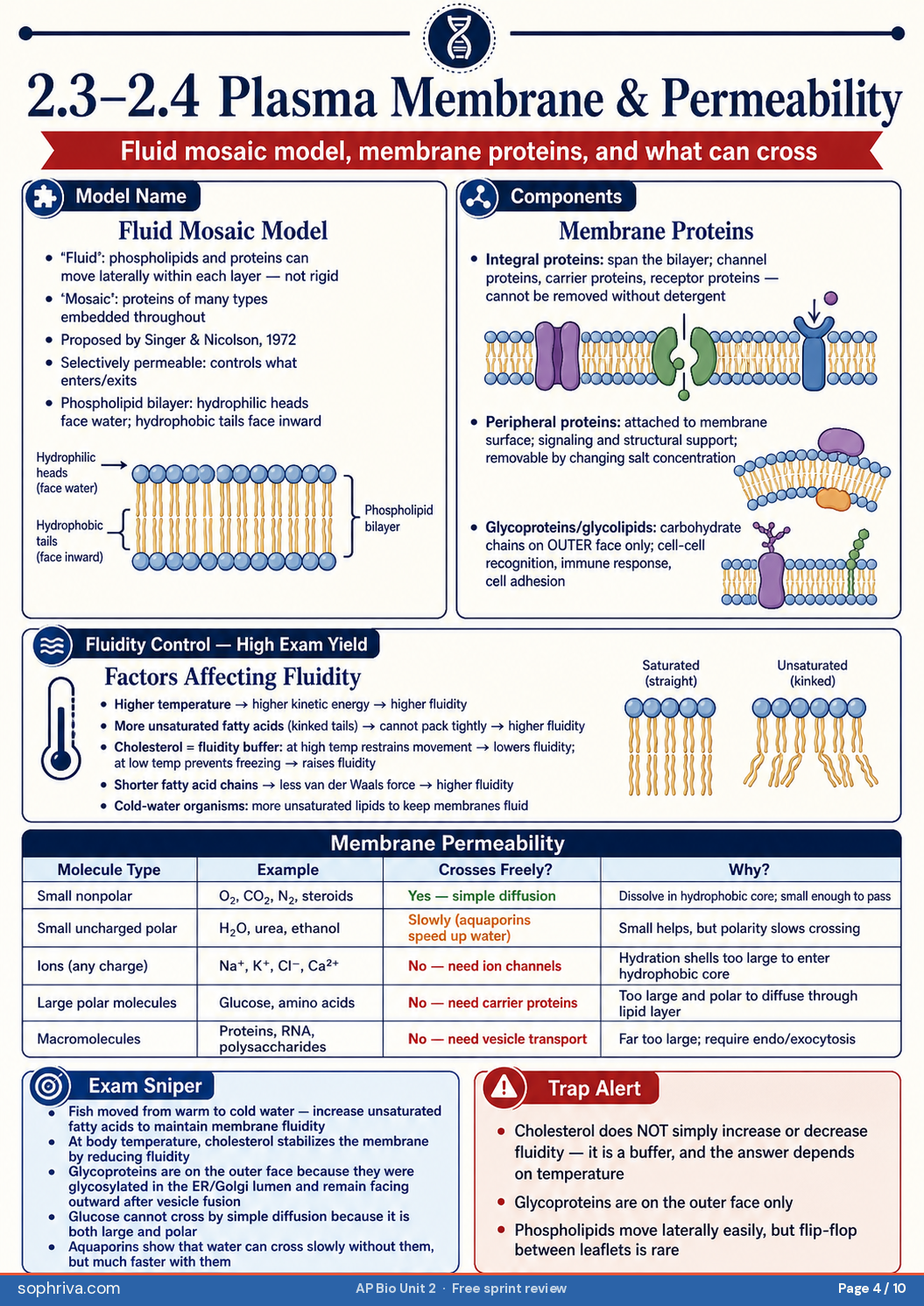 2.3 Plasma Membrane: Fluid mosaic model, phospholipid bilayer, cholesterol as fluidity buffer.