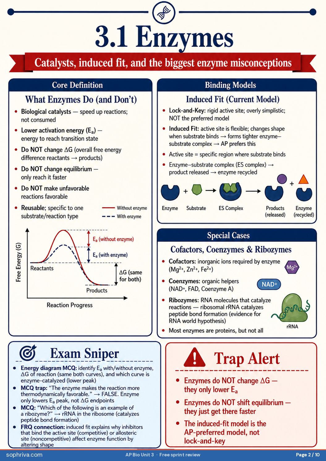 3.1 Enzymes: Activation energy, induced-fit model, factors affecting enzyme rate, and the ΔG-unchanged trap.