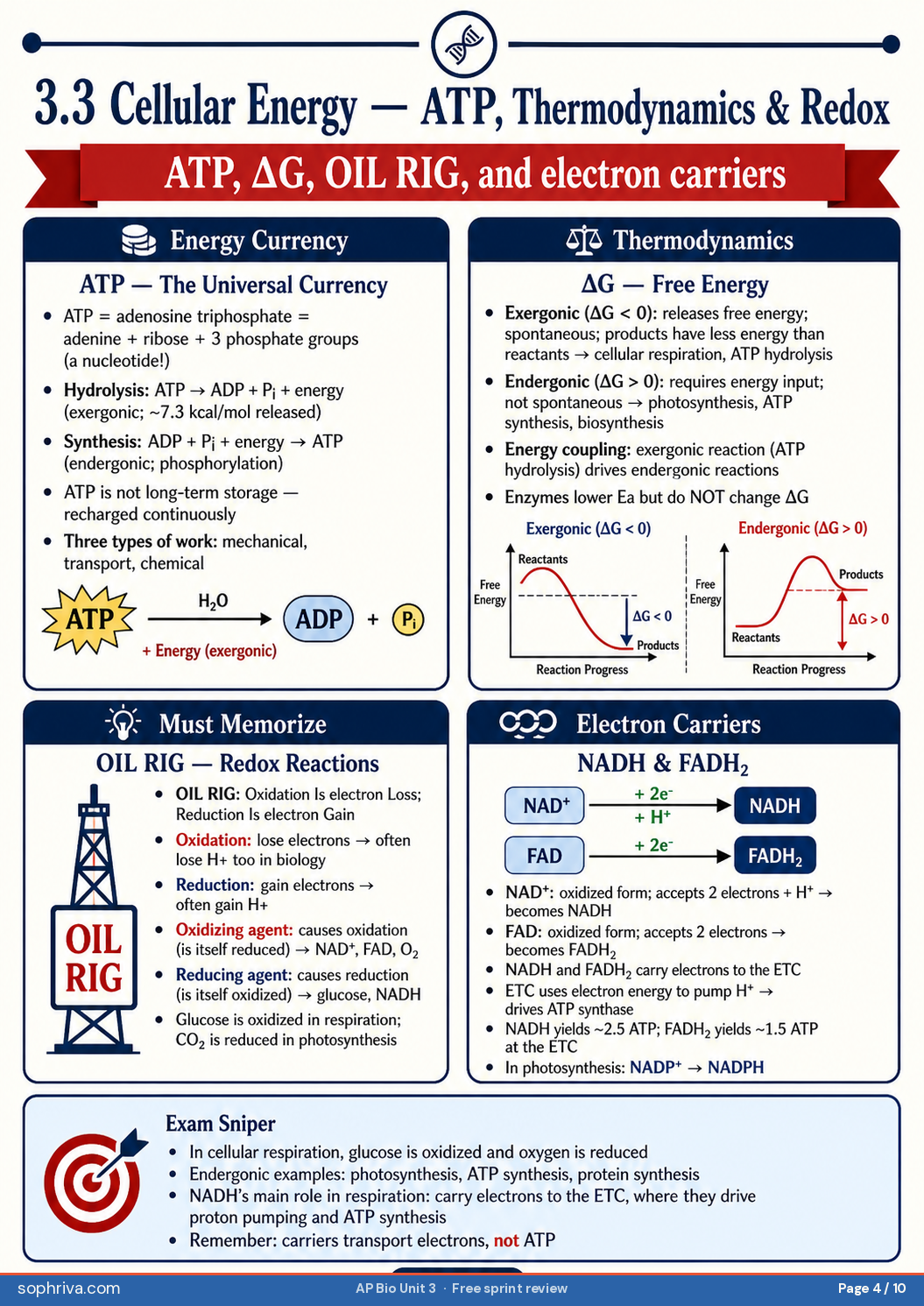 3.3 ATP & Redox: Oxidation = lose electrons (OIL RIG), electron carriers, ATP hydrolysis cycle.