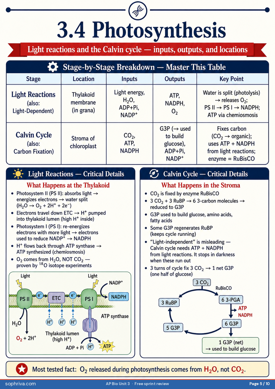 3.4 Photosynthesis Light Reactions: Photosystem II → I, water-splitting source of O2, ATP and NADPH synthesis in the thylakoid.