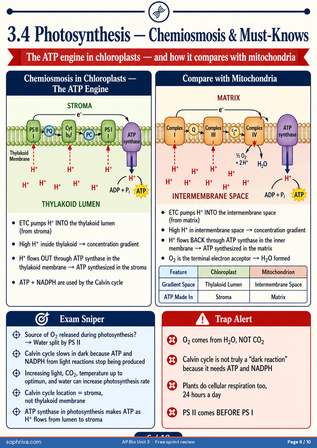 3.4 Photosynthesis Calvin Cycle: Carbon fixation by RuBisCO, G3P production, and why the dark reactions need light products.