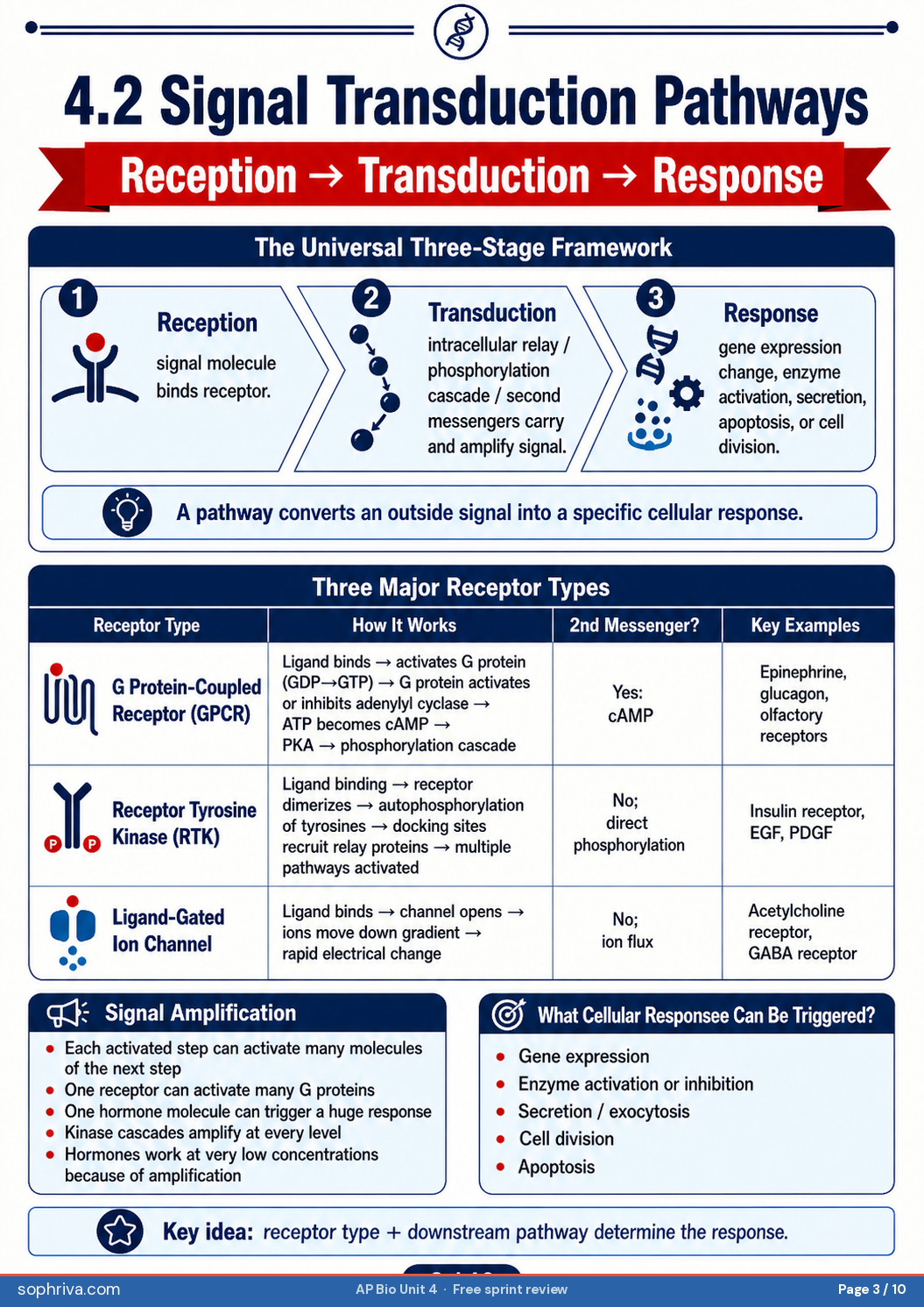 4.2 Signal Transduction: Reception → transduction → response stages and the phosphorylation cascade for amplification.