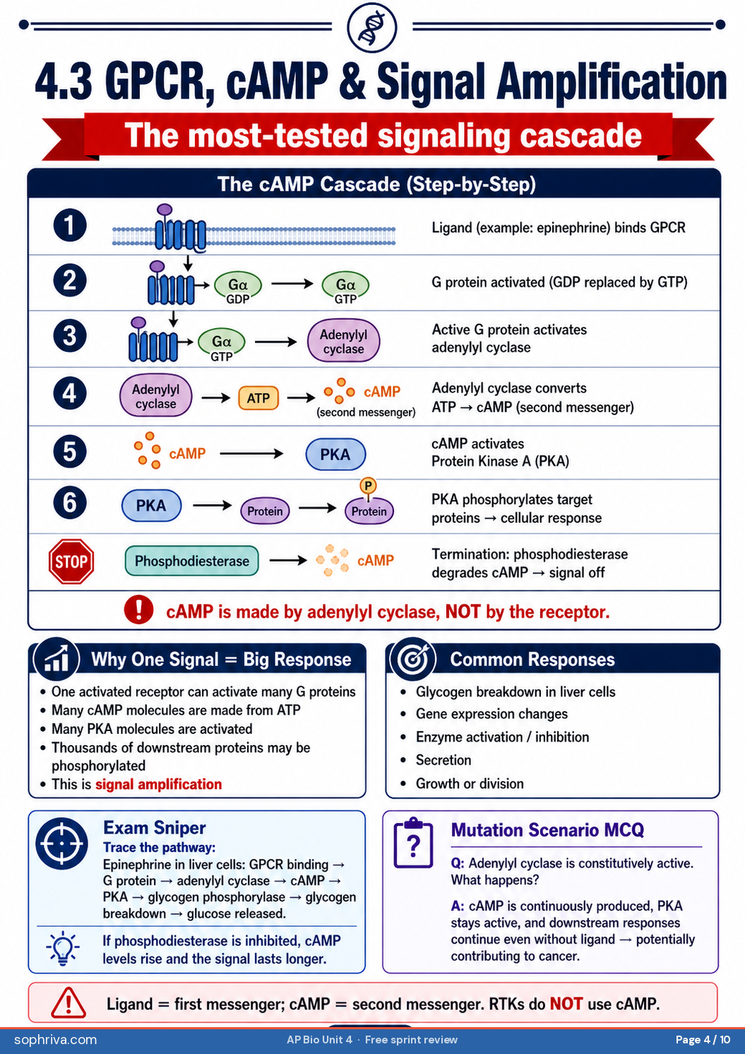 4.3 Signal Pathways & cAMP: GPCR pathway, second messengers, and the canonical adenylyl-cyclase → cAMP → PKA chain.