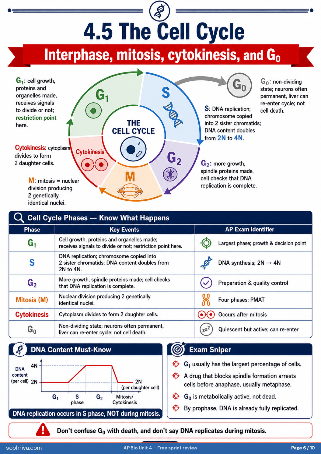 4.5 Cell Cycle Phases: G1, S, G2, M phase ordering with DNA-replication and chromosome-doubling timing.