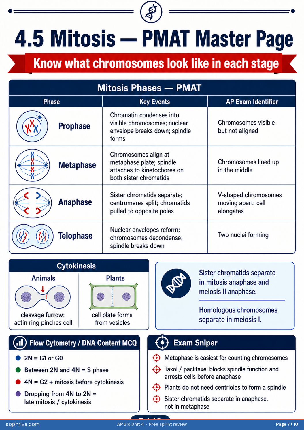 4.5 Mitosis Stages: PMAT — prophase, metaphase, anaphase, telophase — and the sister-chromatid separation rule.
