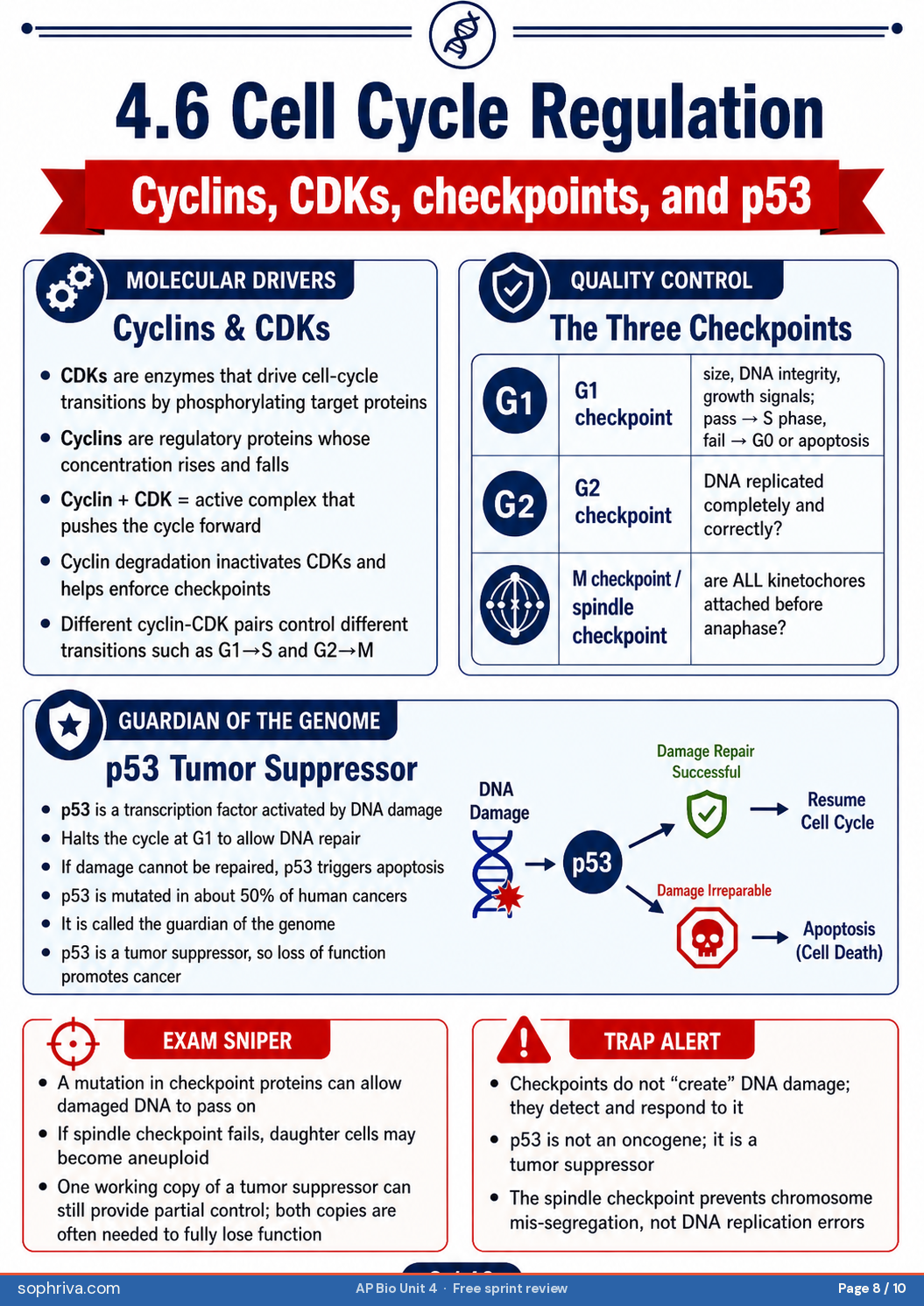 4.6 Cycle Regulation Checkpoints: G1 / G2 / M checkpoints, cyclin-CDK complexes, p53 surveillance.