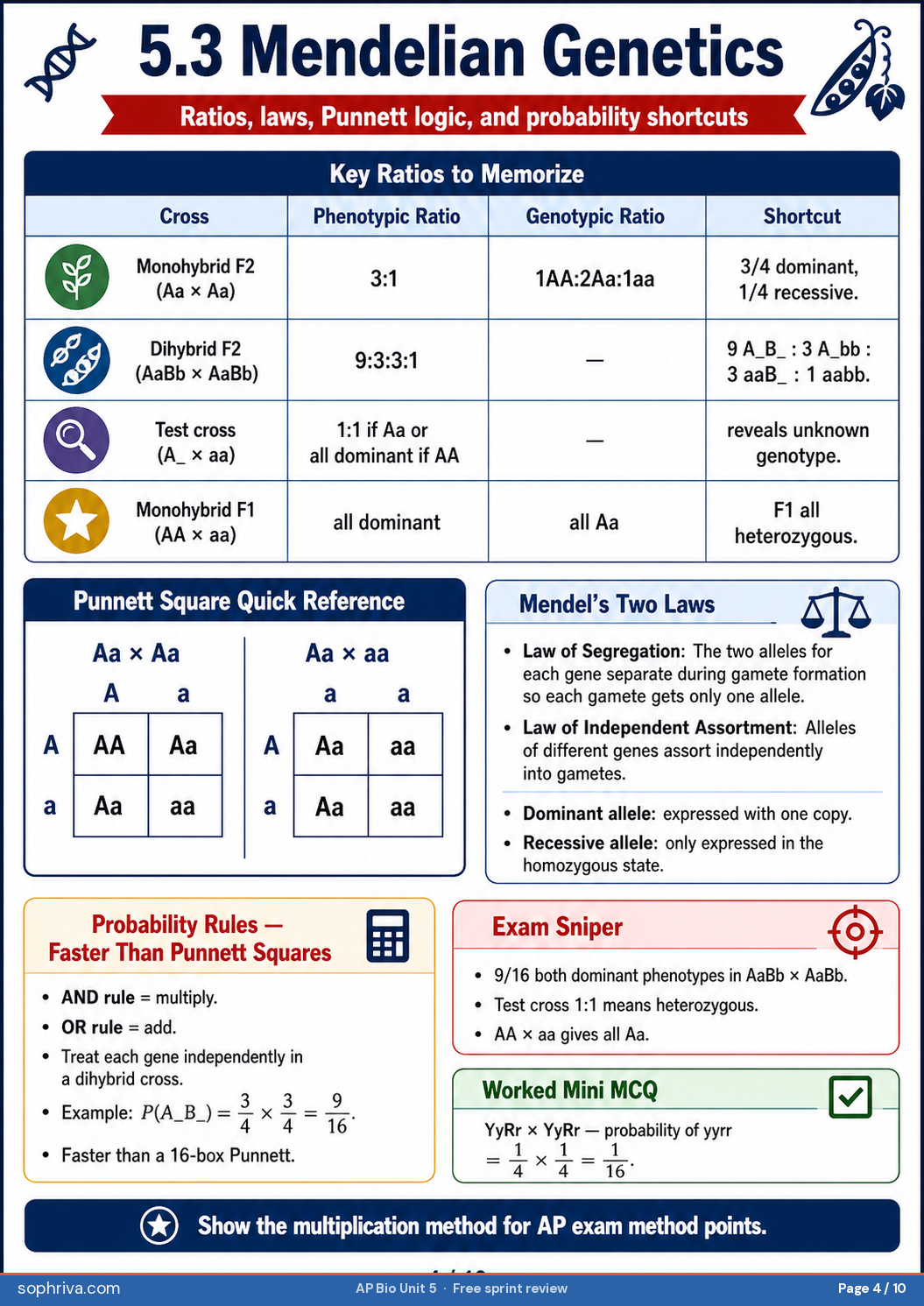 5.3 Mendelian Genetics & Punnett: Monohybrid and dihybrid Punnett squares with phenotype ratios.