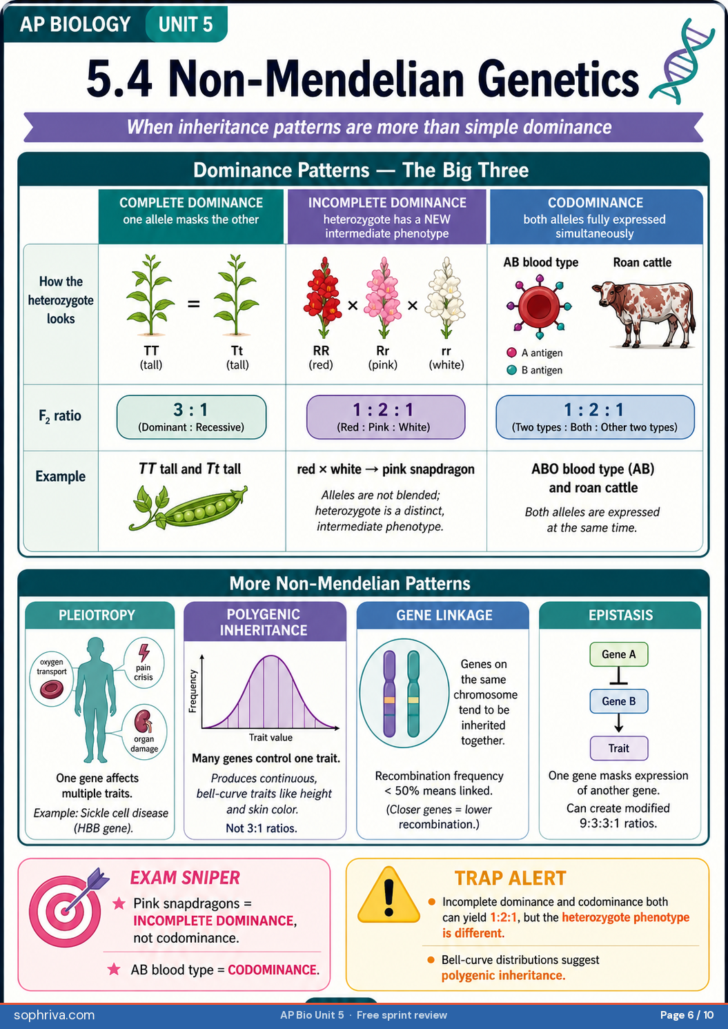 5.4 Non-Mendelian Patterns: Incomplete dominance vs codominance vs multiple alleles vs polygenic, with examples.