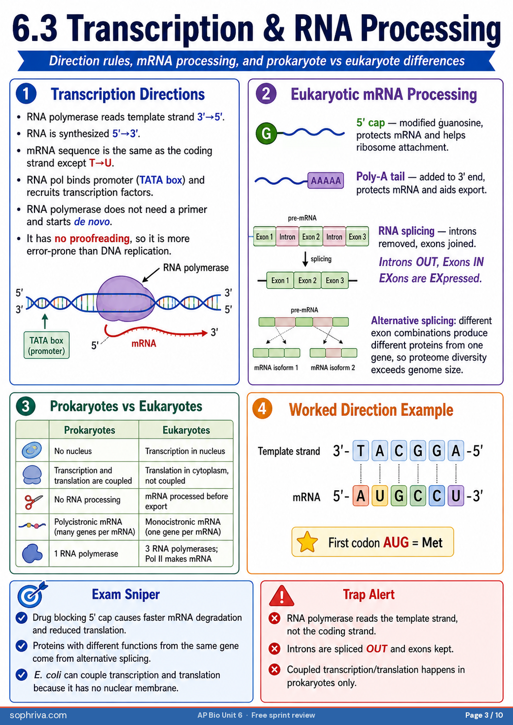 6.2 Replication Enzymes: Helicase, primase, DNA polymerase (5'→3' only), Okazaki fragments, DNA ligase.