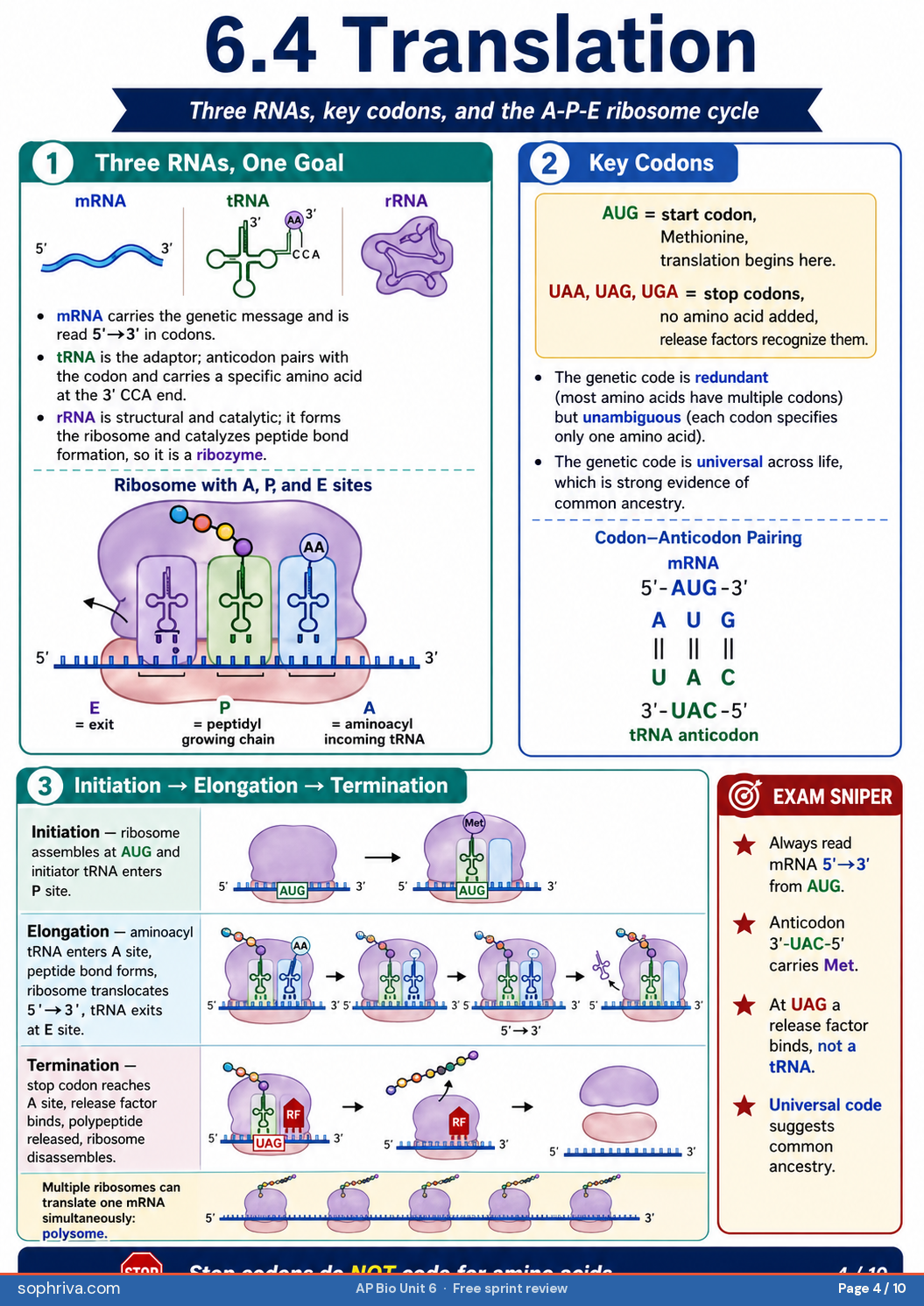 6.3 Transcription: RNA polymerase reads template 3'→5'; mRNA, tRNA, rRNA roles; promoter and terminator.
