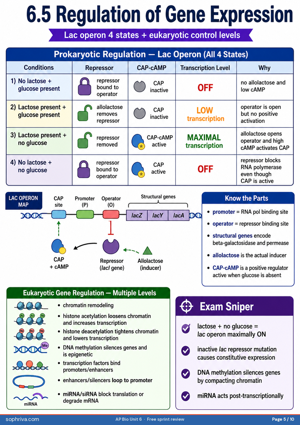 6.3 RNA Processing: 5' cap, poly-A tail, splicing — introns OUT, exons IN.