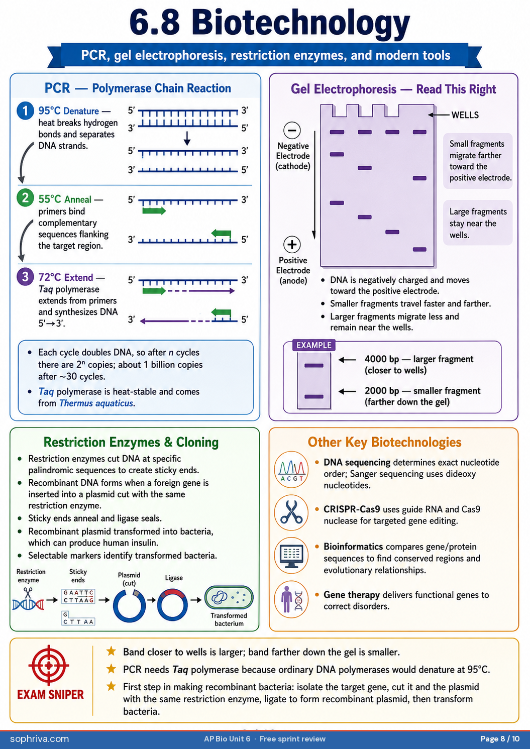 6.6 Cell Specialization: How identical genomes produce different cell types via differential expression and HOX gene control.