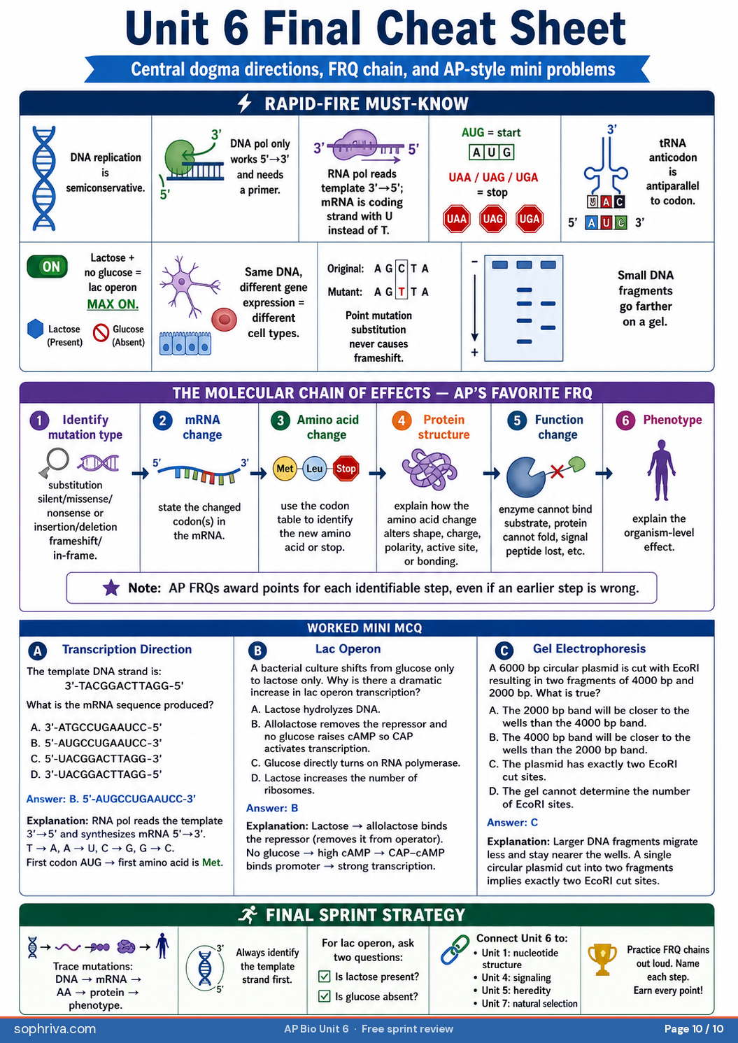 6.8 Biotechnology: PCR, gel electrophoresis, restriction enzymes, transformation, and CRISPR basics.